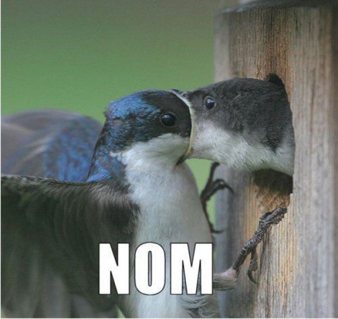 Nom nom nom.