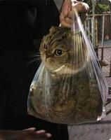 De nos jours, tout se vend en sachet, y compris les fdp