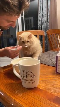 Chat.exe a cesser de fonctionner