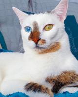 Bowie