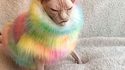 Sphynx à poils 