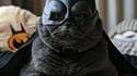 Batcat... mais fat t'vois !
