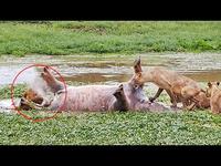 un hippo mort pète à la face d'un lion
