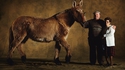  Mule du Poitou