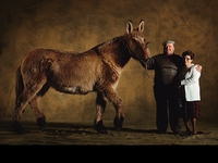  Mule du Poitou