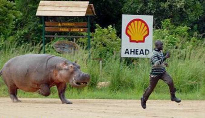 Un homme essaye d'échapper à un hippopotame affamé.