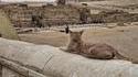 Le Sphinx intemporel