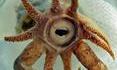 Promachoteuthis sulcus