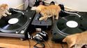 Dj Kittens