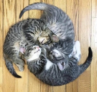 Triskat