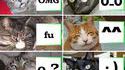 pussies