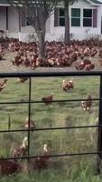 Je me demande quel élevage cette ferme pratique ?
