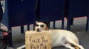 Un chien fait la manche