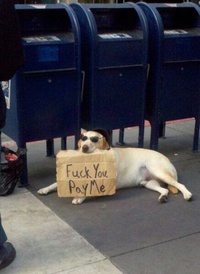 Un chien fait la manche