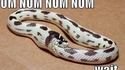 Nom, nom, nom