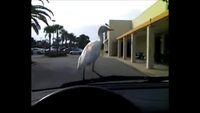 Oiseau surfeur