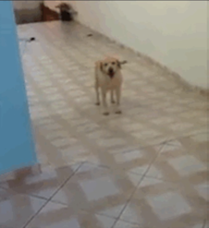 Logique de chien