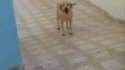 Logique de chien