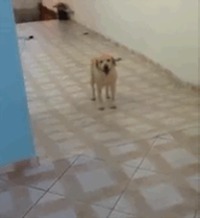 Logique de chien