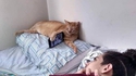 Utiliser correctement son chat