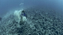 Osborne Reef, Floride