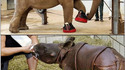 Animaux handicapés