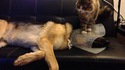 L'amour chienchat