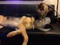 L'amour chienchat