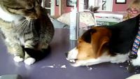 Concours : chien vs. chat