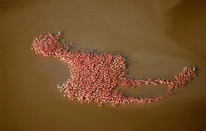 Des flamants qui font un flamant