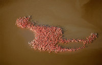 Flamingoception
