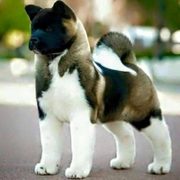 Un chien akita