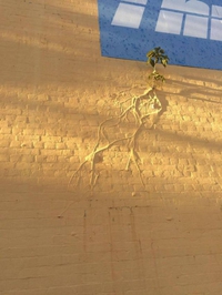 La vie trouve toujours un chemin