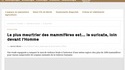 Le plus meurtrier des mammifères est le suricate