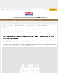 Le plus meurtrier des mammifères est le suricate