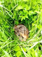 Un peu de douceur dans ce monde de brutes.