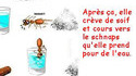 Comment tuer une fourmi