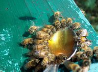 Des abeilles mangent du miel