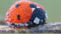 Coccinelle au matin
