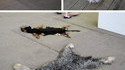 Dog Carpet