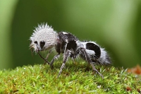 La fourmi "Panda"
