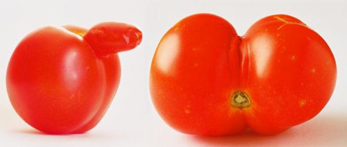 Des tomates aux formes évocatrices