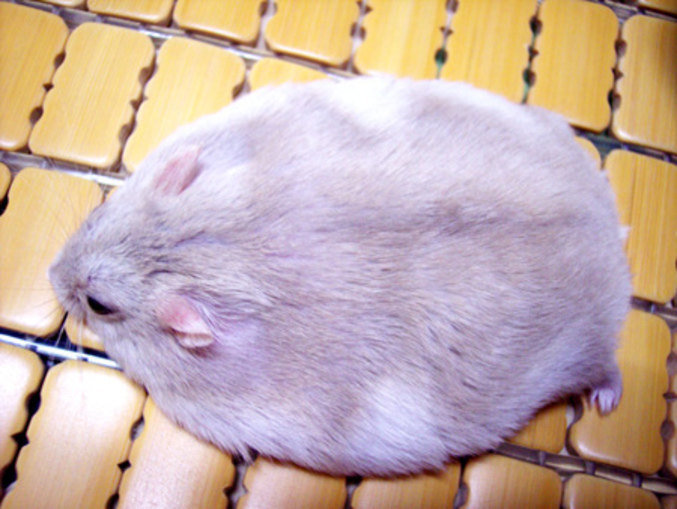 Une souris obèse.