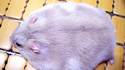 Grosse souris