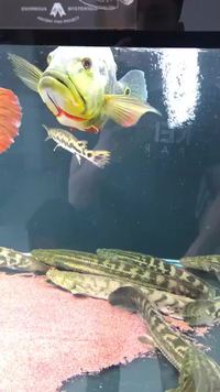 Derviche poisson