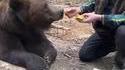Donner un Big Mac a un ours 