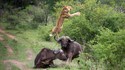 Un buffle fait voler un lion pour sauver un congénère