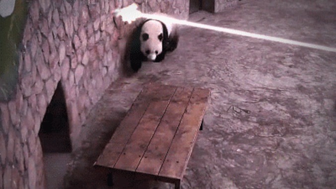 Panda: Force spéciale