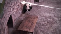 Panda: Force spéciale