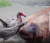 Ceci est une croix trou noir